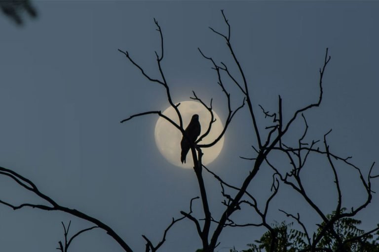 faune nocturne désert