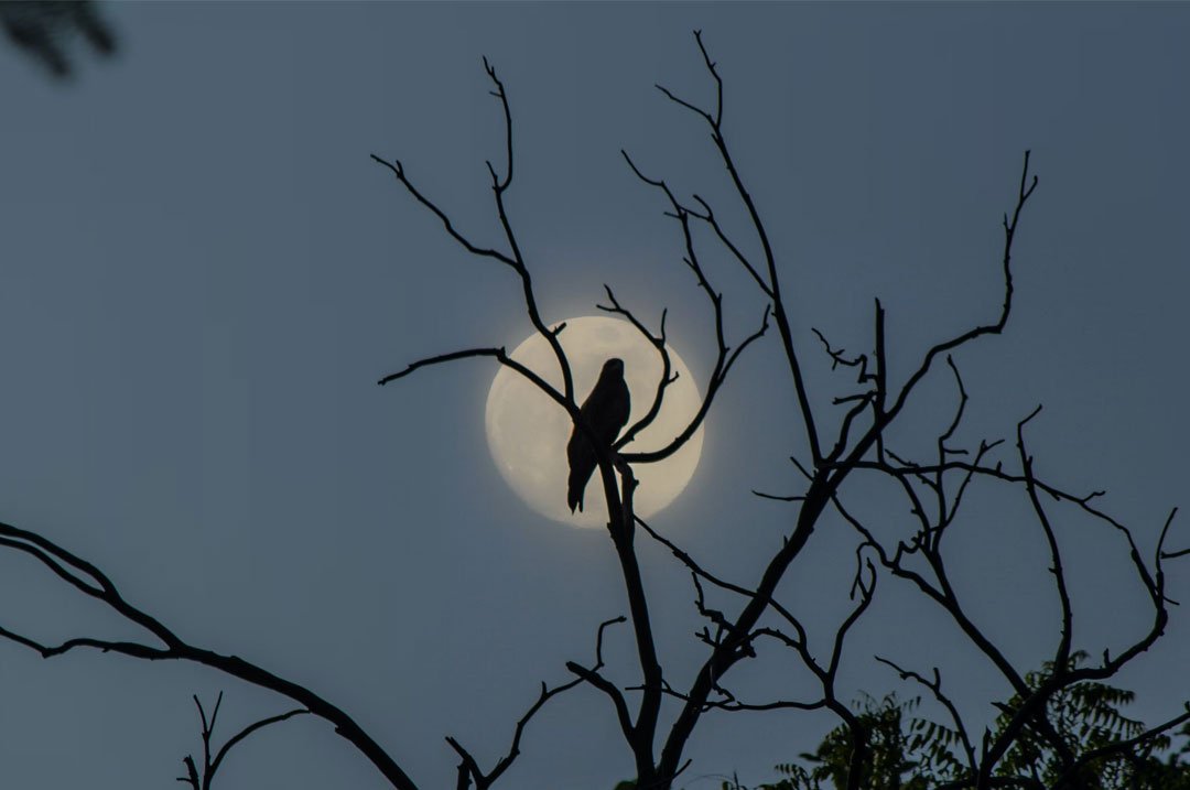 faune nocturne désert