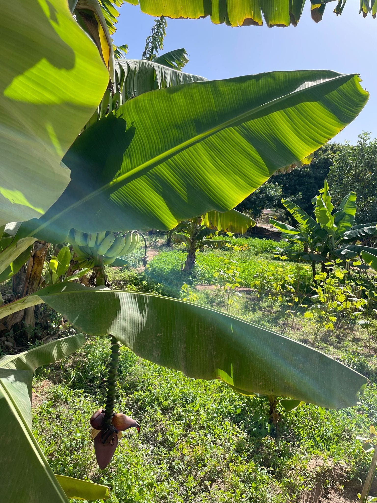 permaculture désert