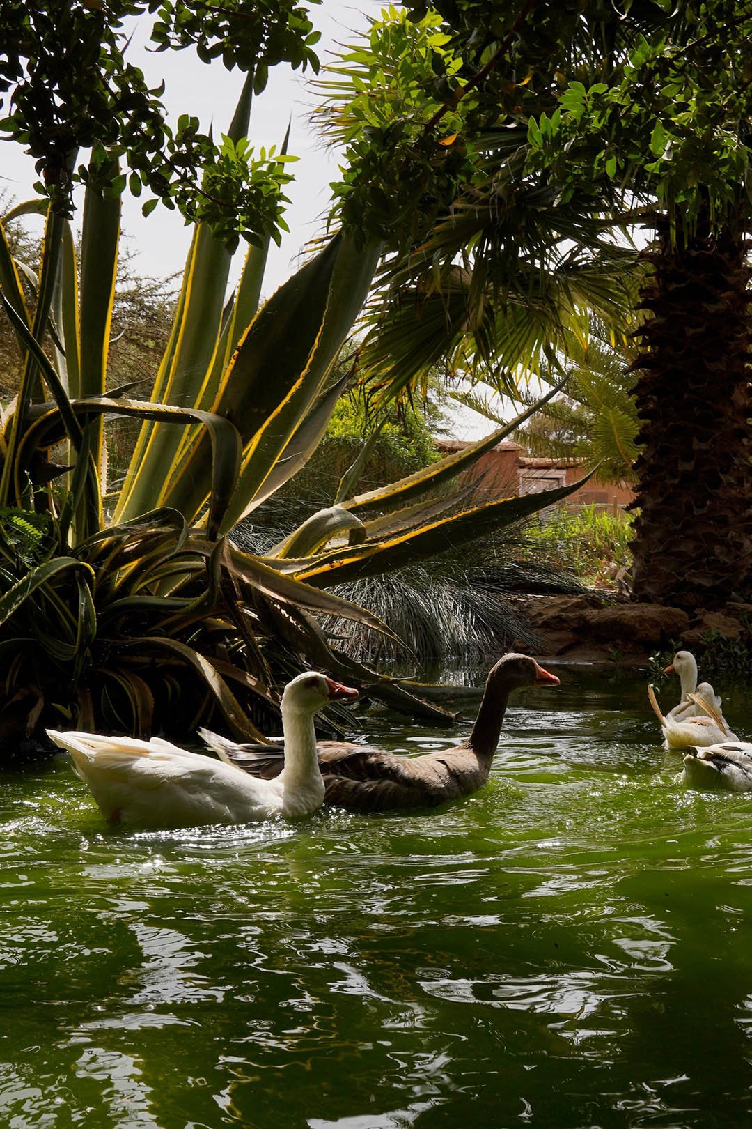 Desert wellness retreat