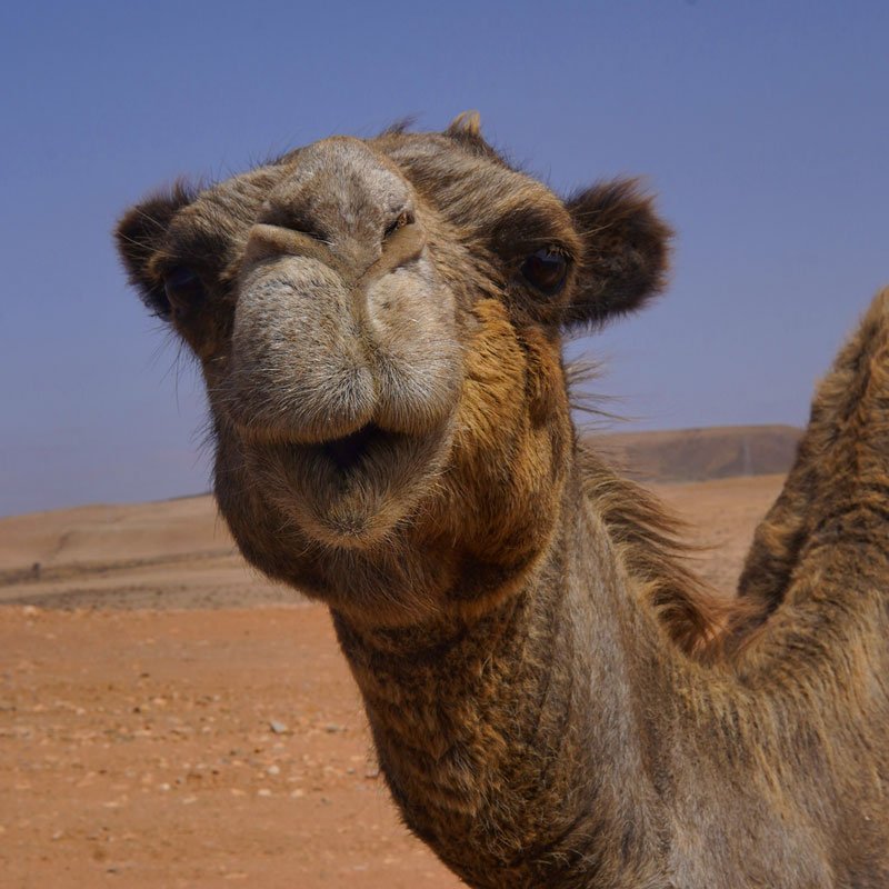 Ecoturismo Sahara Wüsten-Wellness-Retreat